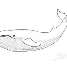 Cetacea. Cinema, Vídeo e TV projeto de Mario Lases - 30.11.2012