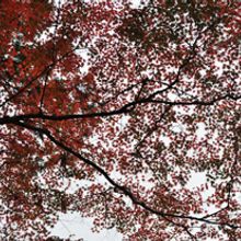 Colores de La Naturaleza. Un proyecto de Fotografía de Kenichi Hanasaki - 11.12.2012