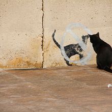 Funny animals. Un proyecto de  de Merce Bergada - 12.12.2012