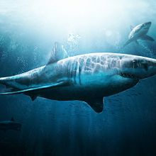 White Shark. Traditional illustration project by Jacobo García Peñalver - 12.17.2012