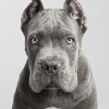 CANIO. Design, Photograph, and Advertising project by Pablo Axpe - 01.31.2013