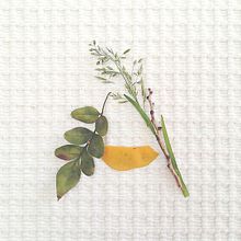 Floriletras. T, pograph, Photograph, Arts, Crafts, Design, Creativit, Concept Art, Instagram, Botanical Illustration, Instagram Photograph, T, pograph, Design, H, Lettering, Upc, cling, and Naturalistic Illustration project by iamceliapaez - 05.30.2016