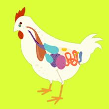 E- Learning: Producción de Broilers. Design, UX / UI, and Traditional illustration project by Carolina Albalá - 10.30.2013