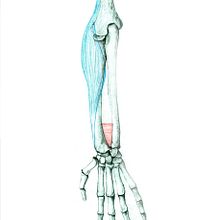 Esudio de anatomía del brazo. Un proyecto de Ilustración tradicional de grisardilla - 13.09.2013