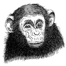 Animals. Un progetto di Illustrazione tradizionale di sergi padró matas - 20.09.2013