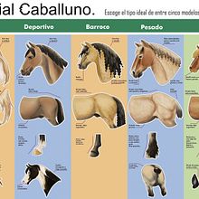 Caballos-Infografía rasgos de. Design, and Traditional illustration project by Isabel Martín - 09.26.2013