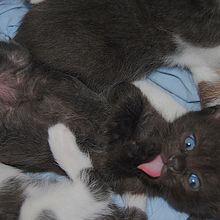 Gatos. Photograph project by siam - 11.01.2013