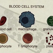 Stem Cells Fate Ein Projekt aus dem Bereich Motion Graphics und Kino, Video und TV von Sergi Esgleas - 15.11.2013