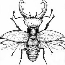 Beetle. Traditional illustration project by Ana Marín - 11.28.2013