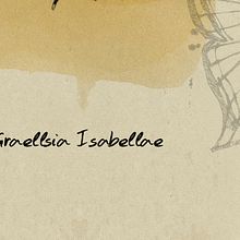 Graellsia Isabellae. Un proyecto de Diseño e Ilustración tradicional de José Tomás Pérez del Moral - 06.06.2005
