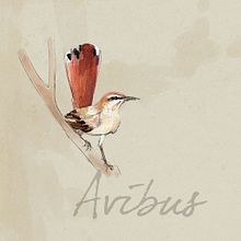 Avibus. Un proyecto de Diseño e Ilustración tradicional de José Tomás Pérez del Moral - 16.11.2013