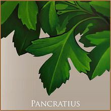 Pancratius. Een project van Traditionele illustratie van Pepetto - 18.01.2014