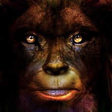 Animorph. Un proyecto de Ilustración tradicional, Fotografía y Diseño de personajes de Roberto Arróniz Velázquez - 27.01.2014