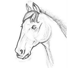 Animales I. Un proyecto de Ilustración tradicional y Bellas Artes de Roberto Arróniz Velázquez - 27.01.2014