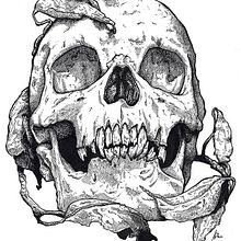 Skull. Fine Arts, and Traditional illustration project by Ana Marín - 12.18.2013