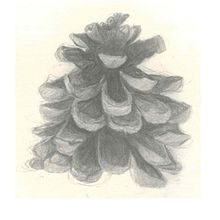 Estudio luz - Piña. Un proyecto de Bellas Artes e Ilustración tradicional de Joana Millán Marcoval - 27.04.2006