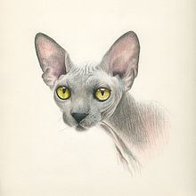 ANIMALARIO II. Traditional illustration, and Fine Arts project by Grace García - 02.11.2014