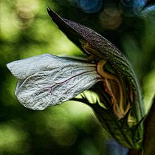 Naturaleza. Photograph project by Alfonso Bustos Toldos - 02.12.2014
