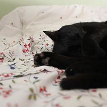 cat love. Photograph project by Aina Herrero del Val - 07.02.2012