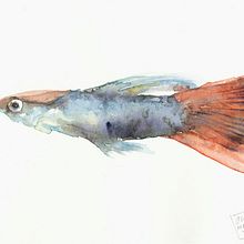 animales. Un projet de Illustration traditionnelle de Beatriz Montilla Bueno - 20.02.2014