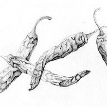ILUSTRACIÓN CIENTÍFICA. Traditional illustration project by Claudia Domingo Mallol - 02.25.2014