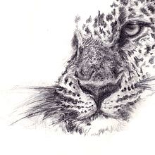 Felinos: dibujando por gusto.. Traditional illustration project by Serina Maio - 03.17.2014