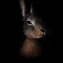 animalario. Un progetto di Illustrazione tradizionale di neus lozano - 07.04.2014