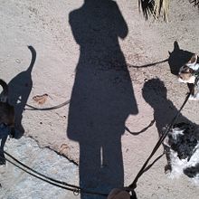 Dog Walking. Photograph project by the unknown artist studio oliver - 04.22.2014