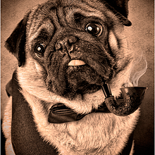 Sir Charlie. Photograph, Photograph, and Post-production project by Estíbaliz Aguilar Pérez - 06.30.2014