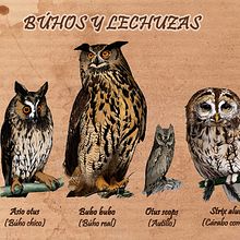 Ilustración científica - Búhos y Lechuzas. Fine Arts, Editorial Design, Graphic Design, and Traditional illustration project by Marcos B - 07.03.2014
