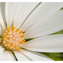 MacroFlora. Un proyecto de Fotografía de joan_claramonte - 07.07.2014