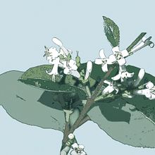 San Juanín Jardinería. Un proyecto de Ilustración tradicional de Graciela Canteli - 17.07.2014