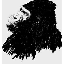 Gorilla . Ilustrasi tradisional proyek oleh albertoem89 - 07.20.2014