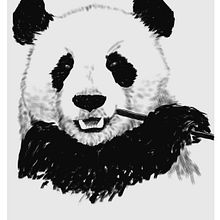 Panda . Ilustrasi tradisional proyek oleh albertoem89 - 07.21.2014