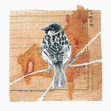 Sparrow study Ein Projekt aus dem Bereich Bildende Künste und Traditionelle Illustration von Mentiradeloro Esther Cuesta - 09.08.2014