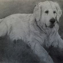 Perro. Un progetto di Belle arti di Adolfo Sánchez - 07.08.2014