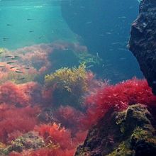 this is underwater . Fotografia projeto de Aina Herrero del Val - 31.08.2014
