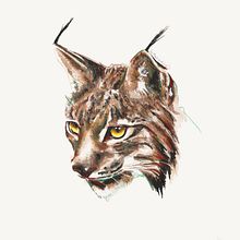 Lynx (study) Ein Projekt aus dem Bereich Bildende Künste und Traditionelle Illustration von Mentiradeloro Esther Cuesta - 01.09.2014