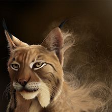 Lynx Pardinus Ein Projekt aus dem Bereich Bildende Künste, Traditionelle Illustration und Malerei von Jaime Sanjuan Ocabo - 09.09.2014