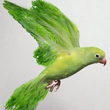 Plantimals Ein Projekt aus dem Bereich Design, Grafikdesign und Fotografie von Alba Écija - 17.01.2011