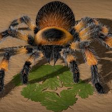 Brachy. Un projet de 3D , et Conception de personnages de Verónica Graes - 18.01.2014