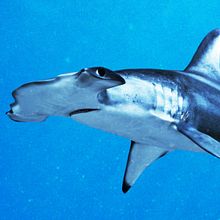 Hammerhead shark. 3D project by Javier García García de Iturrospe - 09.09.2014