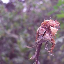 Fantasmal. Photograph project by Marina Barthelemy - 09.22.2014