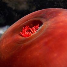 me quedo a vivir debajo del mar, Caló des Monjo, Mallorca. Fotografia projeto de Aina Herrero del Val - 29.09.2014