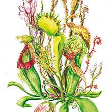 CARNIVOROUS' WORLD. Un progetto di Belle arti e Illustrazione tradizionale di Carmen García Gómez-Larios - 29.06.2012