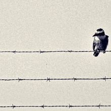 Prison Bird Ein Projekt aus dem Bereich Traditionelle Illustration von Ángel David Santiago Molina - 12.10.2014