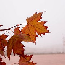 Hoja de Otoño . Un proyecto de Bellas Artes, Fotografía y Paisajismo de Alvaro Julian Moñux - 06.11.2014