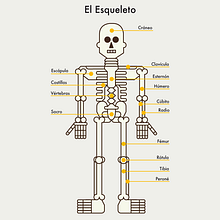 Cuerpo Humano. Design, and Traditional illustration project by David Serrano - 11.13.2014