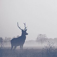 Oh my deer!. Graphic Design, and Traditional illustration project by Guillermo Vázquez - 12.27.2014