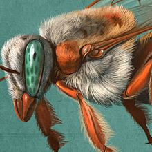 Abejas Meliponas, Quo México Noviembre 2014. Projekt z dziedziny Grafika ed, torska, Trad, c i jna ilustracja użytkownika Román García Mora - 31.10.2014